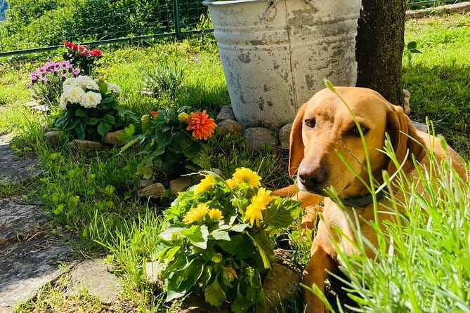 Hike in Blevios Forest for a Private Yoga Class - Key Points / Takeaways