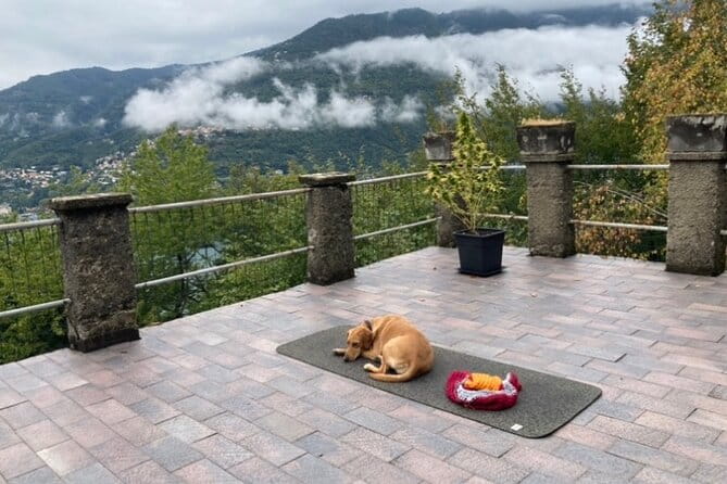 Hike in Blevios Forest for a Private Yoga Class - Practical Details and Who It’s Best For