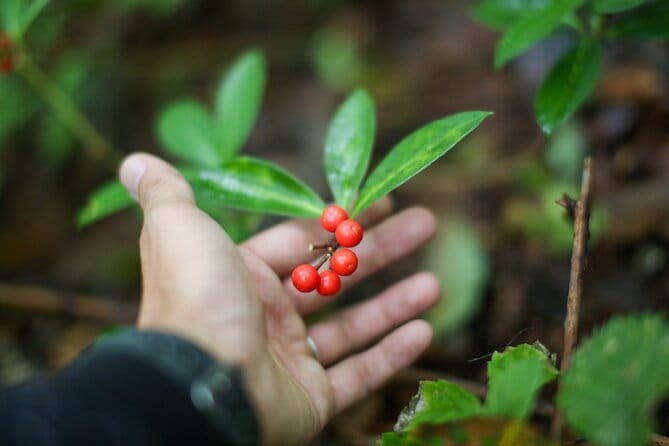 Hike up Mt. Omine and Enjoy the View of Miyajima - Health and Accessibility Considerations