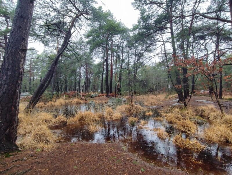 Hiking Adventure in the Fontainebleau Forest - A Natural Break from Paris: The Fontainebleau Forest Experience
