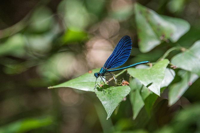 Hiking and Archery in Polilimnio - Delightful Picnic of Local Specialties