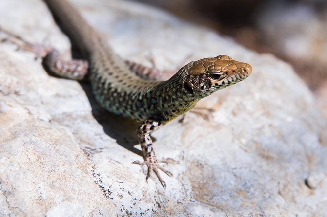 Hiking and Archery in Polilimnio - Flexible Booking and Cancellation Policies