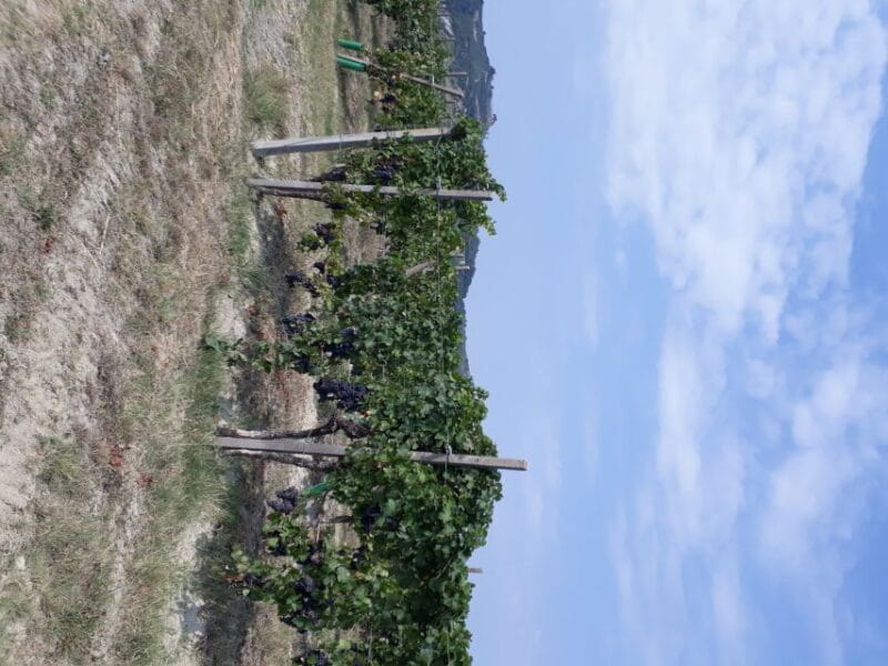 Hiking and wine tour starting from Alba - Who Will Love This Experience?