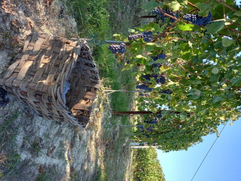 Hiking and wine tour starting from Alba - Final Thoughts