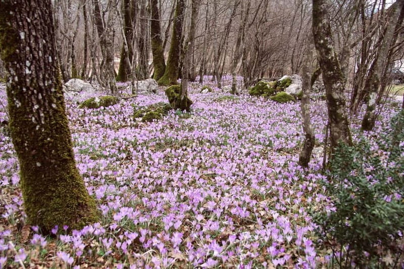 Hiking Escape Near Herceg Novi - Exploring Orjen National Park: The Heart of the Hike