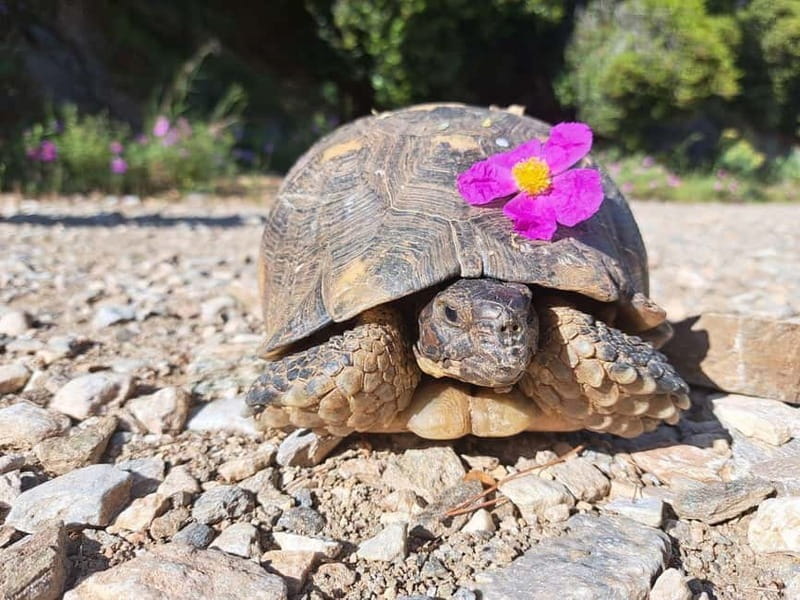 Hiking in Athens: The Dragon House of Mount Hymettus - Key points / Takeaways