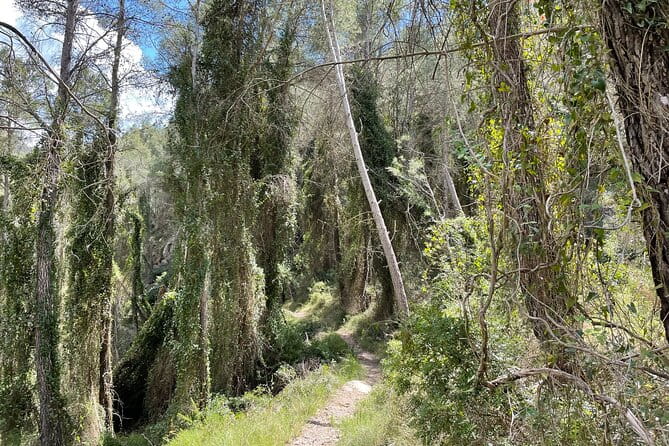 Hiking in Montanejos and swim in Thermal Springs - OFFICIAL GUIDE - Price and Value Breakdown