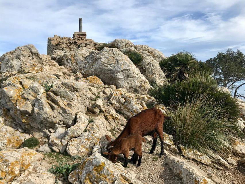 Hiking on Alcúdia Peninsula - Scenic Highlights