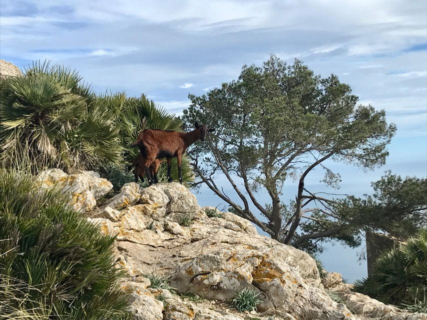 Hiking on Alcúdia Peninsula - Additional Information