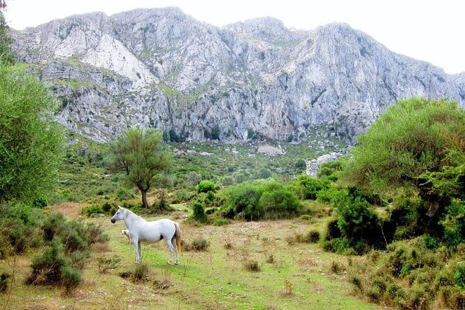 Hiking Private Tour in Pollensa - A Deep Dive into the Experience