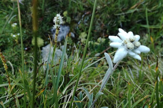 Hiking tour in the World Natural Heritage Unesco Dolomites - Practical Details and Who Should Consider This Tour