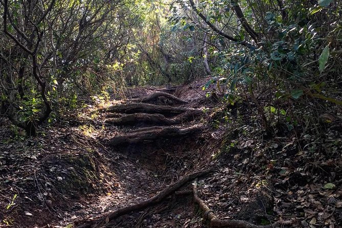Hiking Tour to the Highest Point of Arrábida Mountain - Local Flora and Fauna