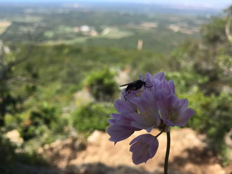 Hiking Tour to Top of Arrabida Mountain - Who Is This Tour Best For?