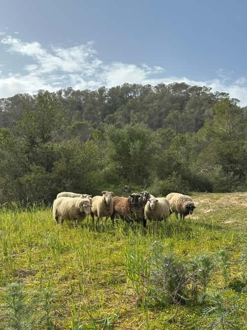 Hiking tour with a dream view of the former monastery of Sant Salvador, 3-4 hours. - Discover Mallorca’s Hidden Gem: The Sant Salvador Hike