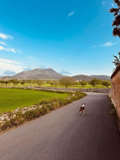 Hiking tour with a dream view of the former monastery of Sant Salvador, 3-4 hours. - Who Will Love This Tour?