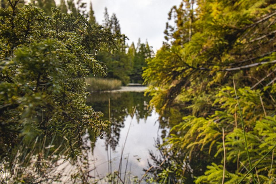 Hiking Trails - Exploring Laurissilva Forest