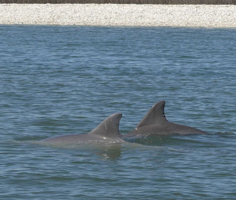 Hilton Head Island: Dolphin and Nature Tour - Private Boat Experience