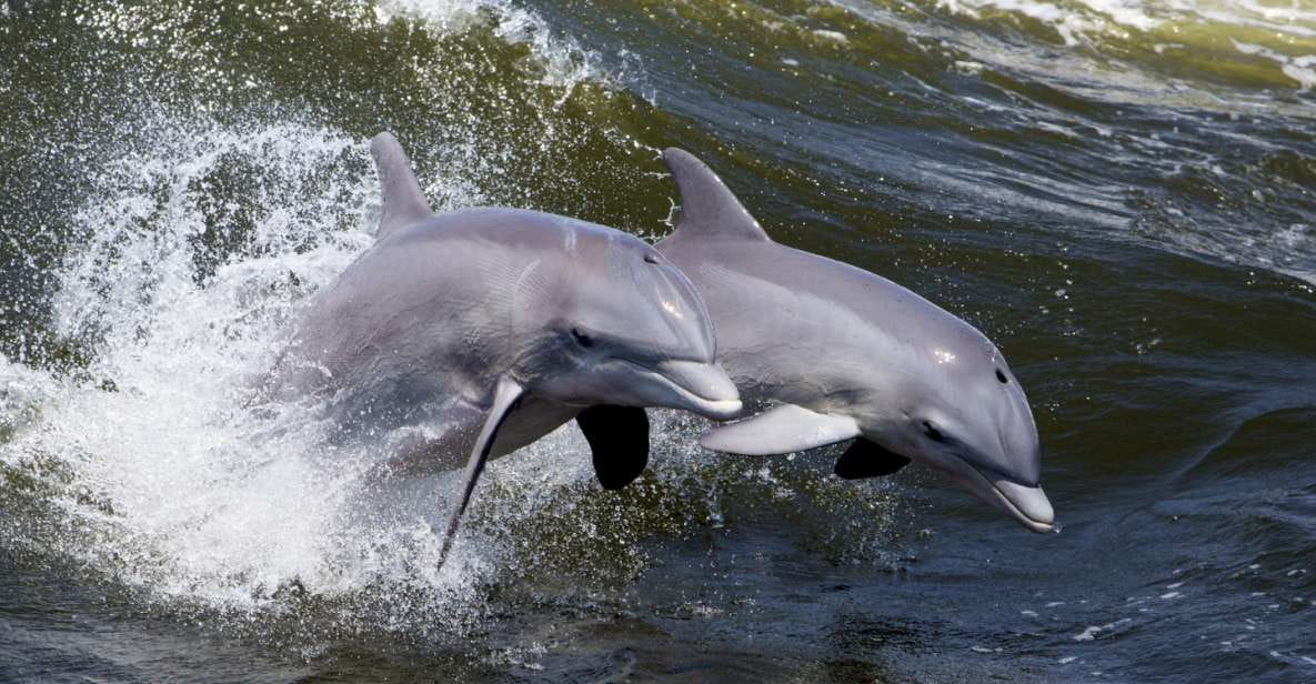 Hilton Head Island: Dolphin Nature Cruise - Key Points
