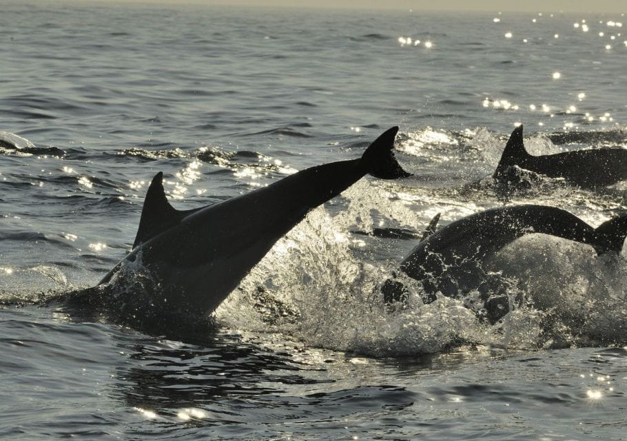 Hilton Head Island: Dolphin Nature Cruise - Guaranteed Dolphin Encounters