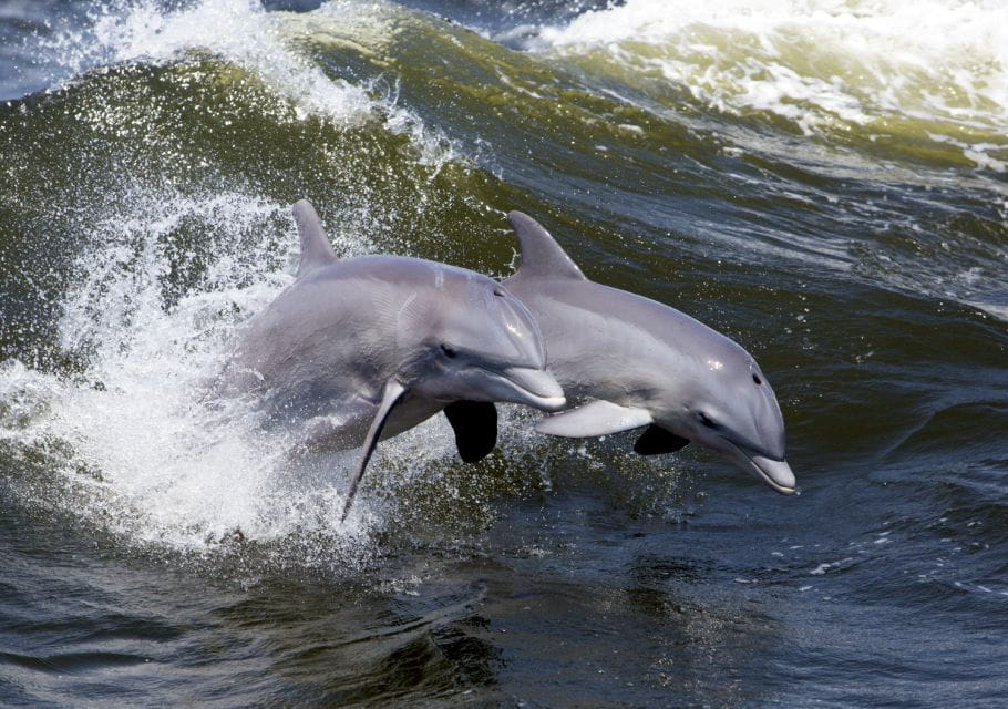 Hilton Head Island: Dolphin Nature Cruise - Expert Narration and Scenic Views