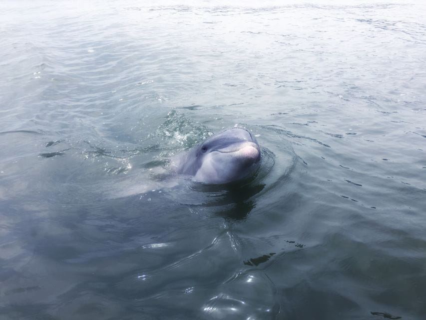 Hilton Head Island: Sunset Dolphin Watching Tour - Frequently Asked Questions