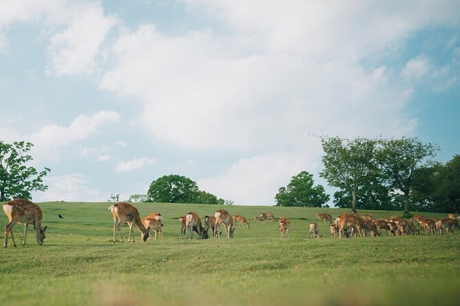 Hiroshima and Miyajima Private Tour From Osaka and Kyoto - Positive Feedback Highlights