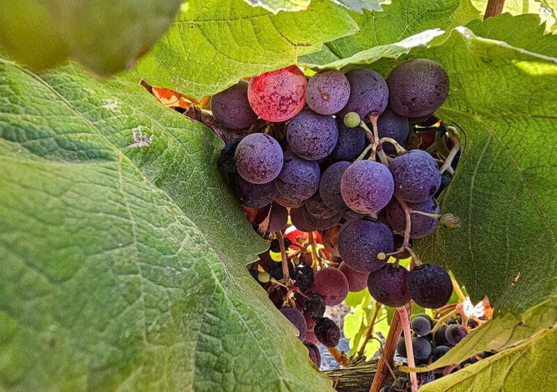 Historic centre & Wine tasting - Logistics, Price, and Practicalities