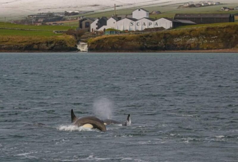 Historic Orkney Private Odyssey Tour By a Native Islander - Weather and Gear