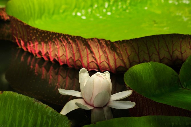 Historical Guided Day Tour : City - Sugar World - Botanical Garden - Mauritius Flora, Fauna, and Heritage