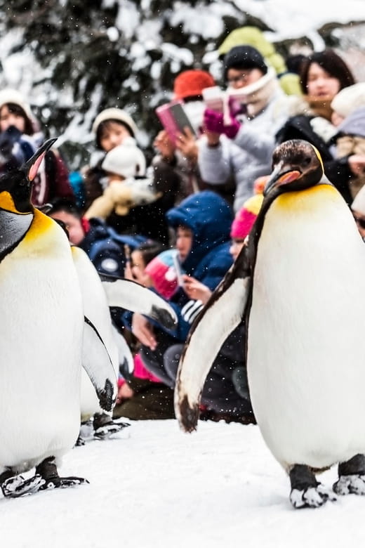 Hokkaido: Asahiyama Zoo, Biei, and Ningle Terrace Tour - Shikisai-no-oka