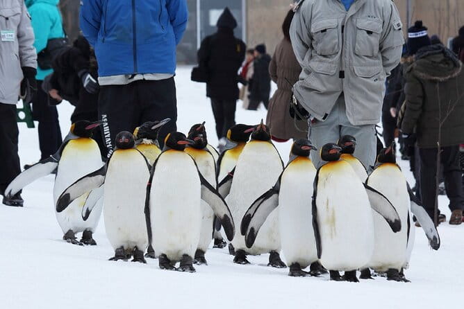 Hokkaido: Asahiyama Zoo, Furano, and Ningle Terrace Full Day Tour - Key Points