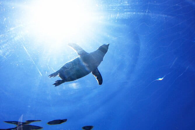 Hokkaido: Asahiyama Zoo, Furano, and Ningle Terrace Full Day Tour - Inclusions and Exclusions