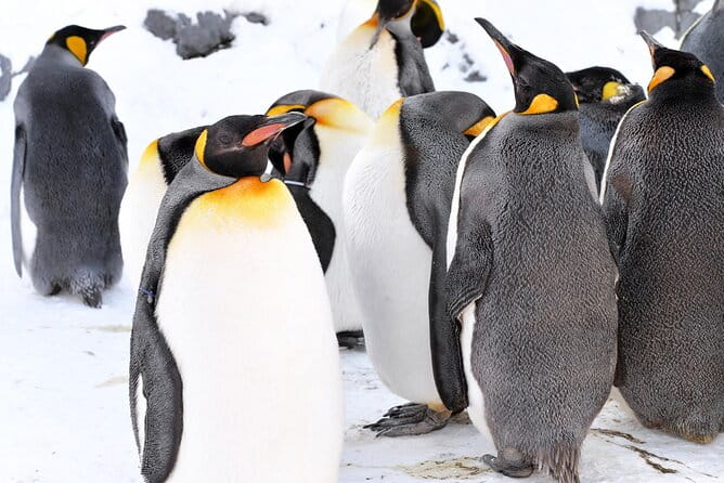 Hokkaido: Asahiyama Zoo, Furano, and Ningle Terrace Full Day Tour - Meeting and Pickup Information