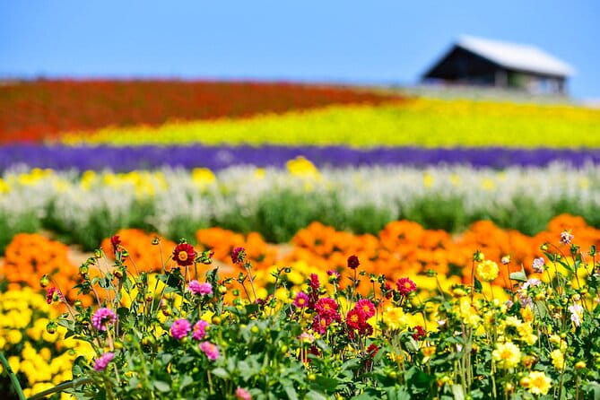 Hokkaido: Asahiyama Zoo, Furano, and Ningle Terrace Full Day Tour - Seasonal Attractions and Changes