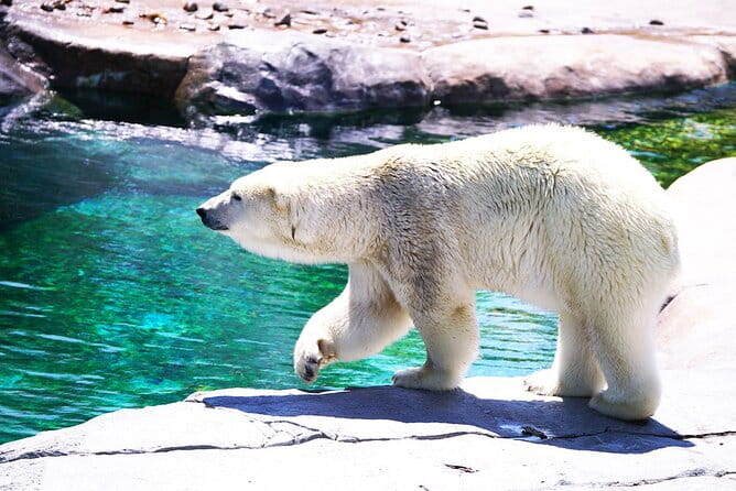 Hokkaido: Asahiyama Zoo, Furano, and Ningle Terrace Full Day Tour - Important Notes and Zoo Closing Dates