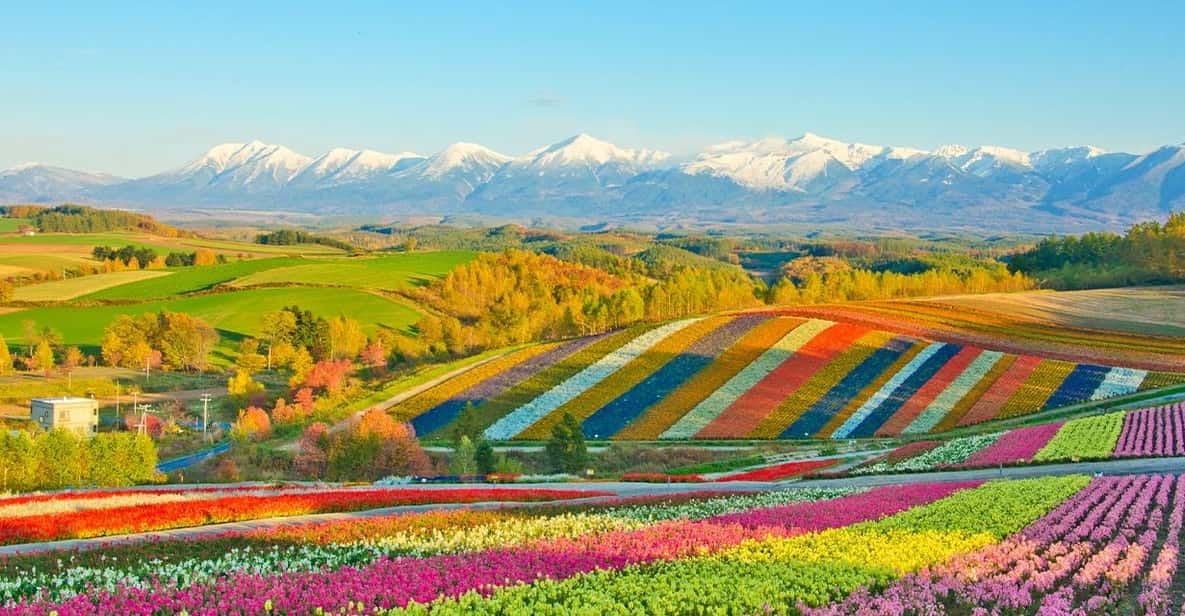 Hokkaido: Biei Blue Pond, Furano Flower Fields Review - Key Points