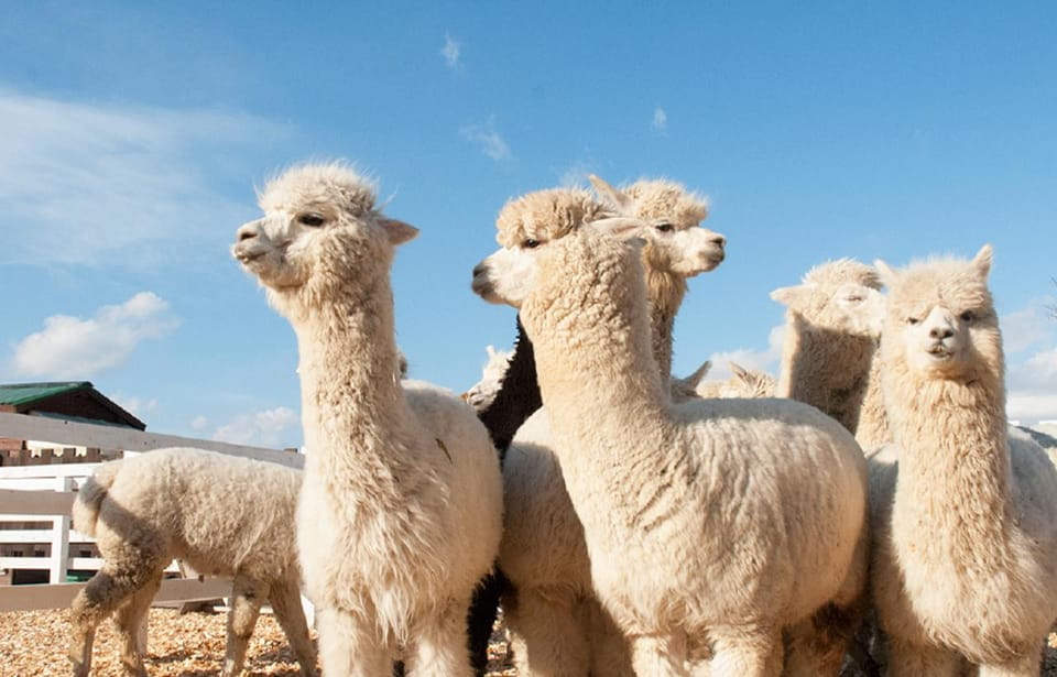 Hokkaido: Biei Blue Pond, Furano Flower Fields Review - Itinerary Highlights