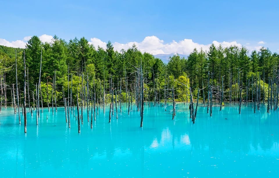 Hokkaido: Biei Blue Pond, Furano Flower Fields Review - Meeting Point and Arrival