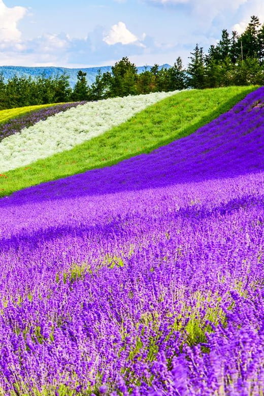 Hokkaido: Biei Blue Pond, Furano Flower Fields Review - Tour Operator and Contact Information