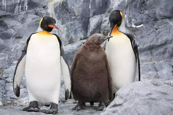 Hokkaido Day Tour From Sapporo: Asahiyama Zoo, Blue Pond Japan - Traveler Experiences and Feedback