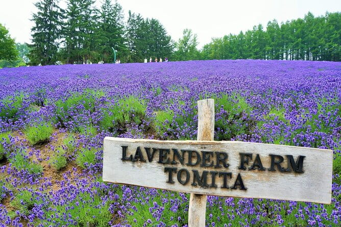 Hokkaido Day Trip From Sapporo Biei, Aoike, Furano Sea of Flowers - Exploring Aoike