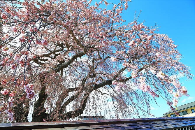 Hokkaido Hakodate Cherry Blossom 2D1N Bus Tour From Sapporo - Booking and Cancellation