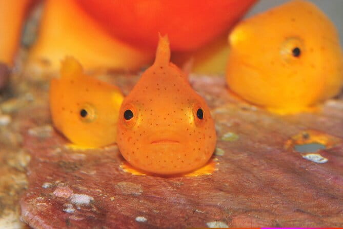 Hokkaido Otaru Aquarium, Ropeway, Cinematic Bus Tour From Sapporo - Itinerary