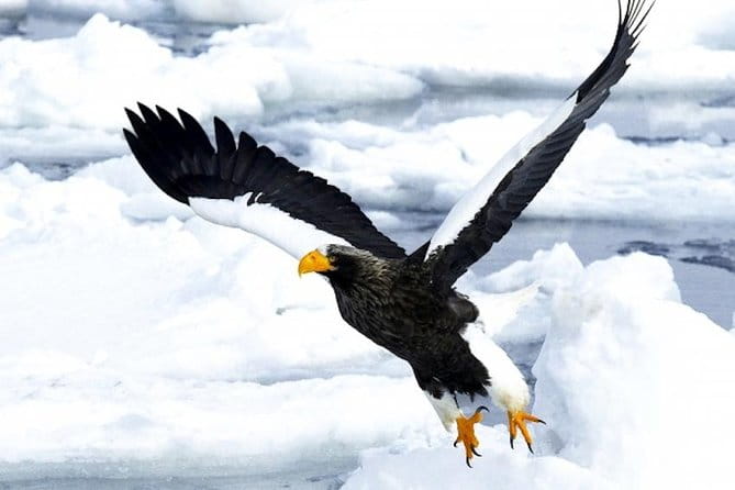 Hokkaidos Winter Awe-inspiring Drift Ice & Sounkyo Ice Sculpture! - Itinerary Overview for the Day