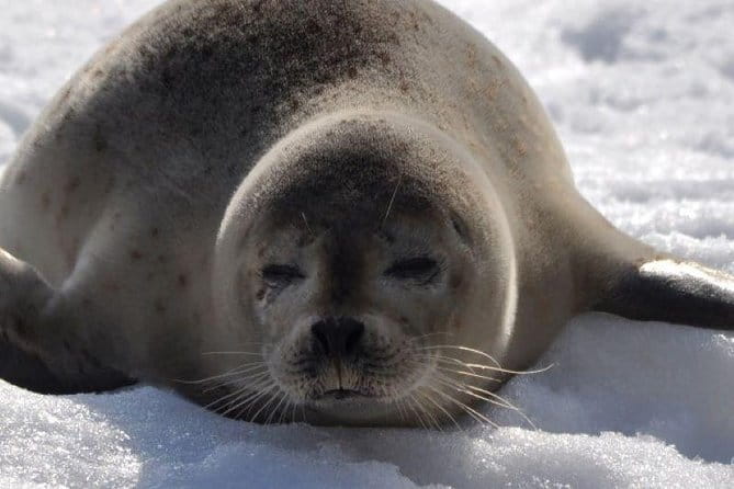 Hokkaidos Winter Awe-inspiring Drift Ice & Sounkyo Ice Sculpture! - Tips for a Successful Adventure