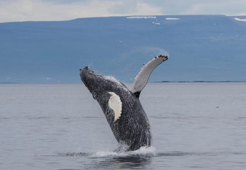 Hólmavík: Whale Watching Tour - Introduction to the Experience: Whale Watching in the Westfjords