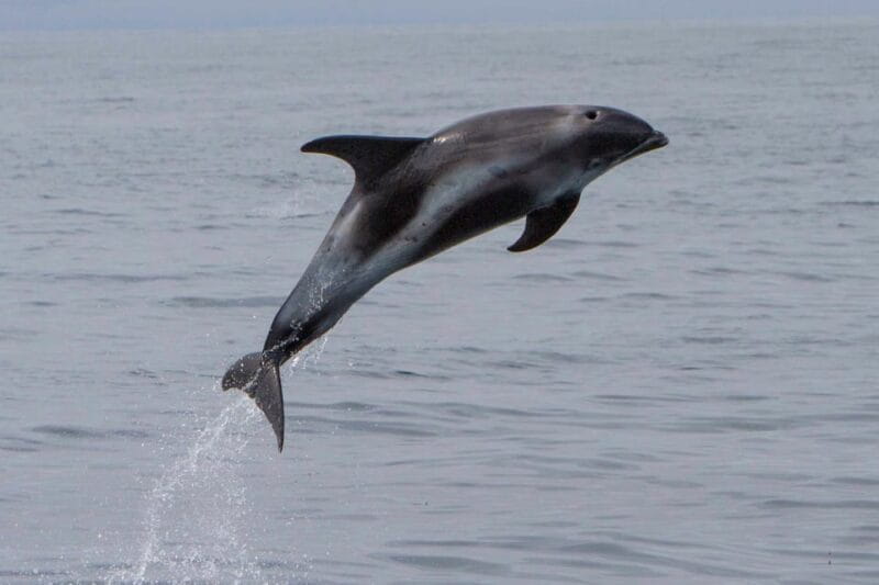 Hólmavík: Whale Watching Tour - Price and Logistics: Is It Worth It?