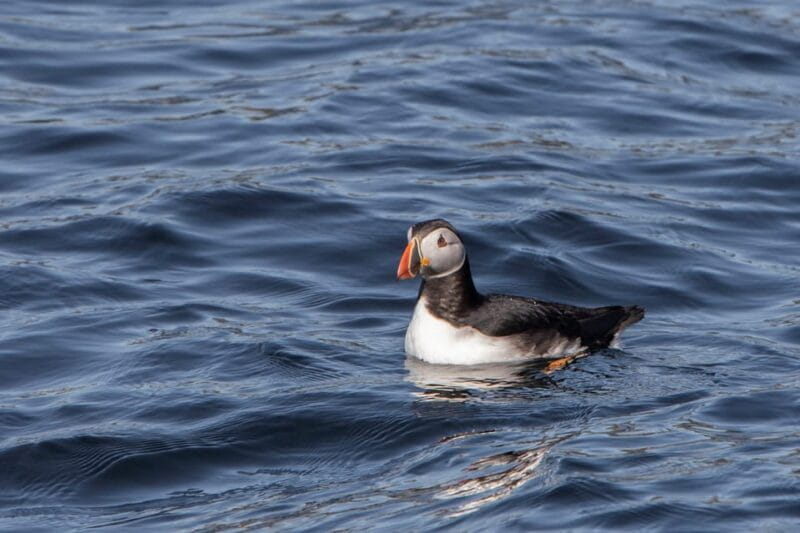 Hólmavík: Whale Watching Tour - The Sum Up: Is It Worth It?