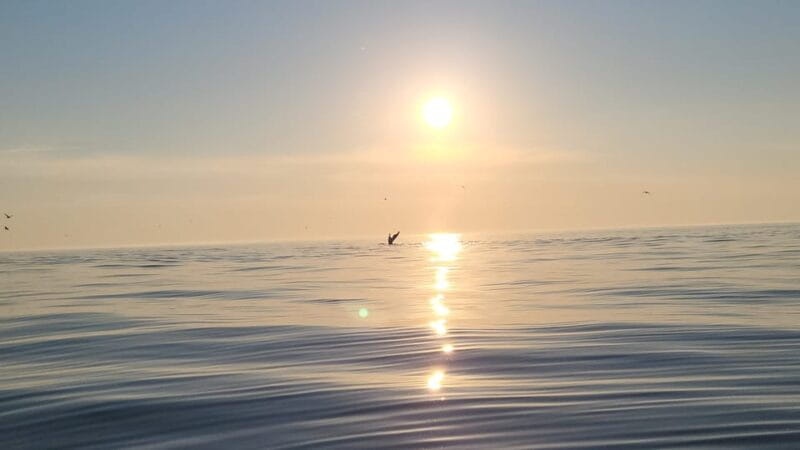 Honningsvåg: North Cape King Crab & Arctic Wildlife Safari - Starting Point and Logistics: Getting Ready for Your Arctic Adventure