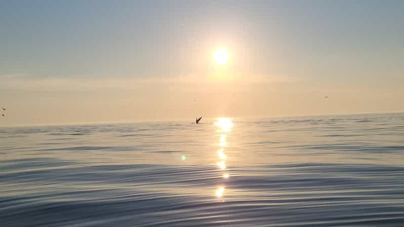 Honningsvåg: North Cape King Crab & Arctic Wildlife Safari - Final Thoughts: Who Should Consider This Experience?